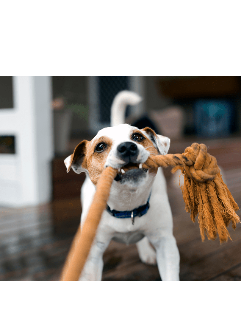 A White Color Fur Dog Pulling a Rope With Teeth Copy
